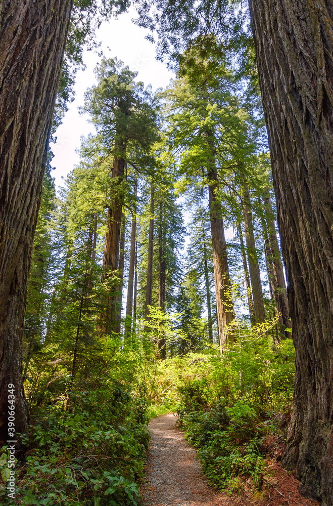 Fototapeta premium Redwood National Park
