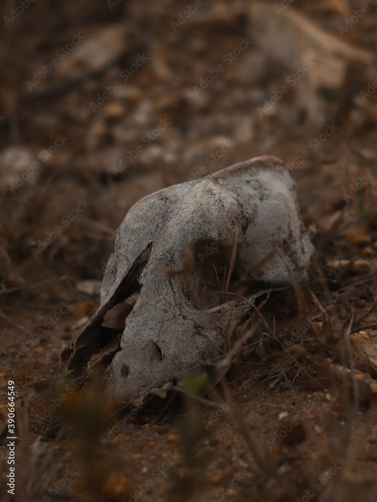skull skull