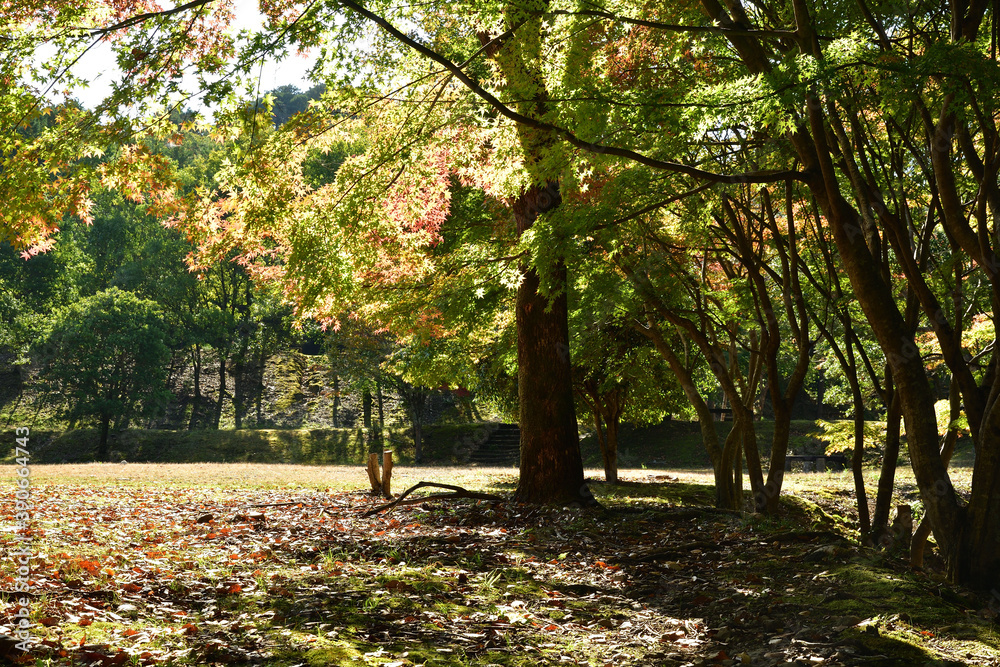 高槻市神峯山寺いこいの広場の紅葉 色づきはじめ 高槻市神峯山寺いこいの広場の紅葉 色づきはじめ