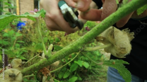 Close up,slow motion shooting of a pair of hands holding a gardenind shear, and carefully cutting the buds of a plant. Fall foliage in background. photo