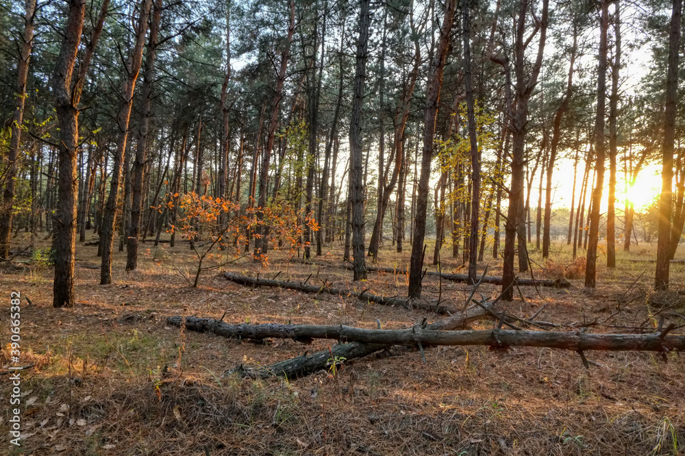 autumn coniferous forest at sunset in hdr autumn coniferous forest at sunset in hdr