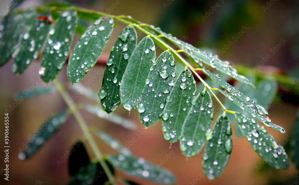 Naklejka premium Water drops on a leaf
