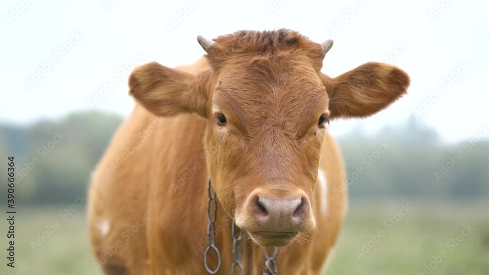 Brown milk cow grazing on green grass at farm grassland.
Brown milk cow grazing on green grass at farm grassland.