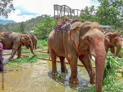 Elephants in Vietnam. Elephants in the jungle.