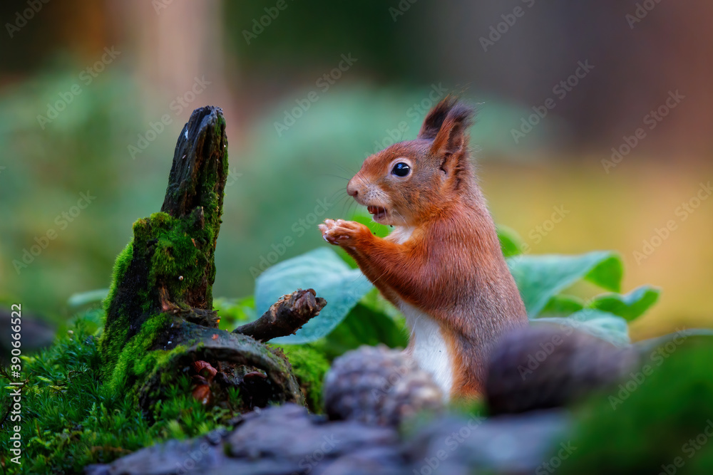 Eurasian red squirrel (Sciurus vulgaris) searching for food in the autumn around a pool of water in the forest of Limburg, in the Netherlands