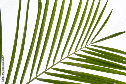 Palm tree leaves close-up. Isolated on white background. © DenisProduction.com