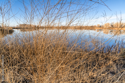 tapestry of dry weeds and grass on a lake shore, fall scenery in Colorado
