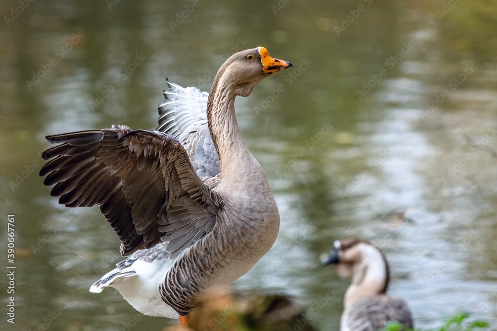 A large domestic swan goose spreading its wings by a lake, another goose behind. Water reflecting blue sky and green trees in the background. Sunny autumn day at a farm.