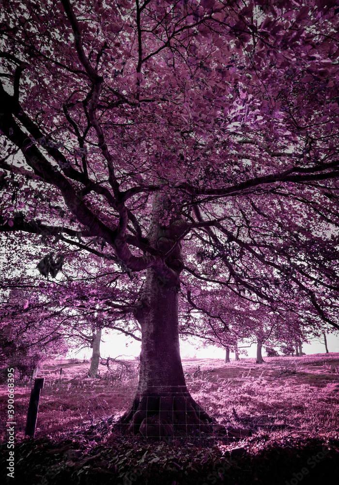 Obraz premium Abstract Purple Tree