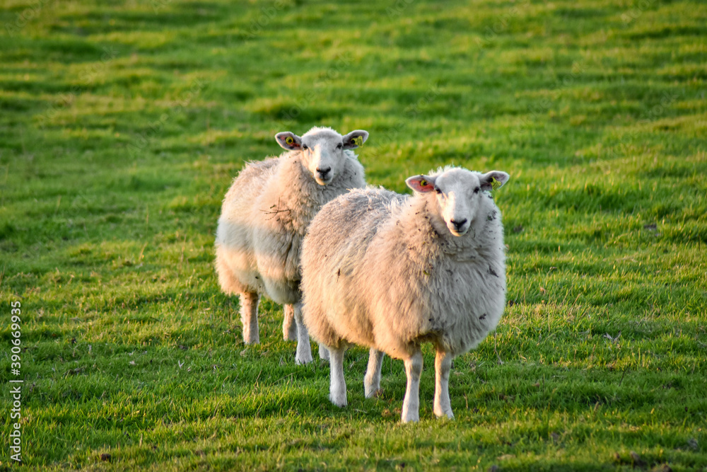 Fototapeta premium Sheep Grazing in Meadow at Vibrant Sunset