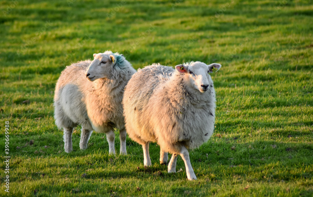Fototapeta premium Sheep in Meadow at Sunset, Ireland