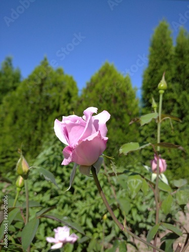 pink rose in the garden