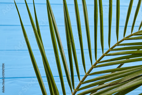 Close-up long palm leaves. Turquoise wooden desk.