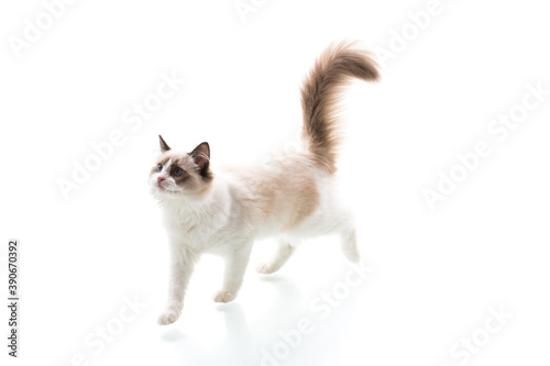 Young beautiful Ragdoll cat on white background © Peredniankina
