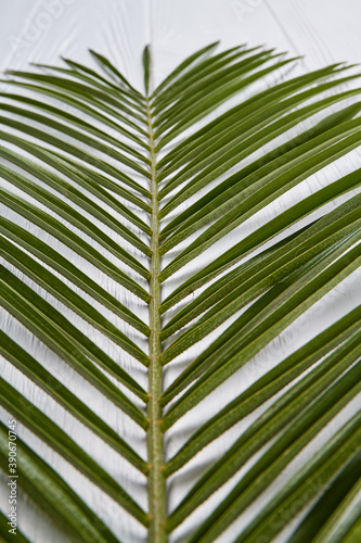 Close-up palm branch. White wooden background.