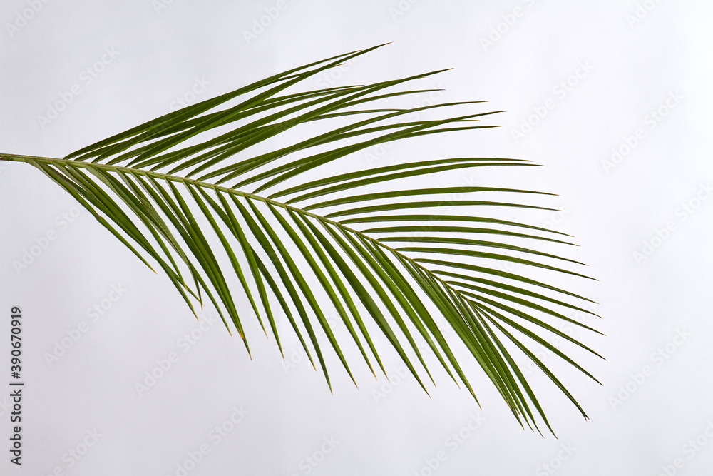 Fototapeta premium Plant with long green leaves. Isolated on white background.