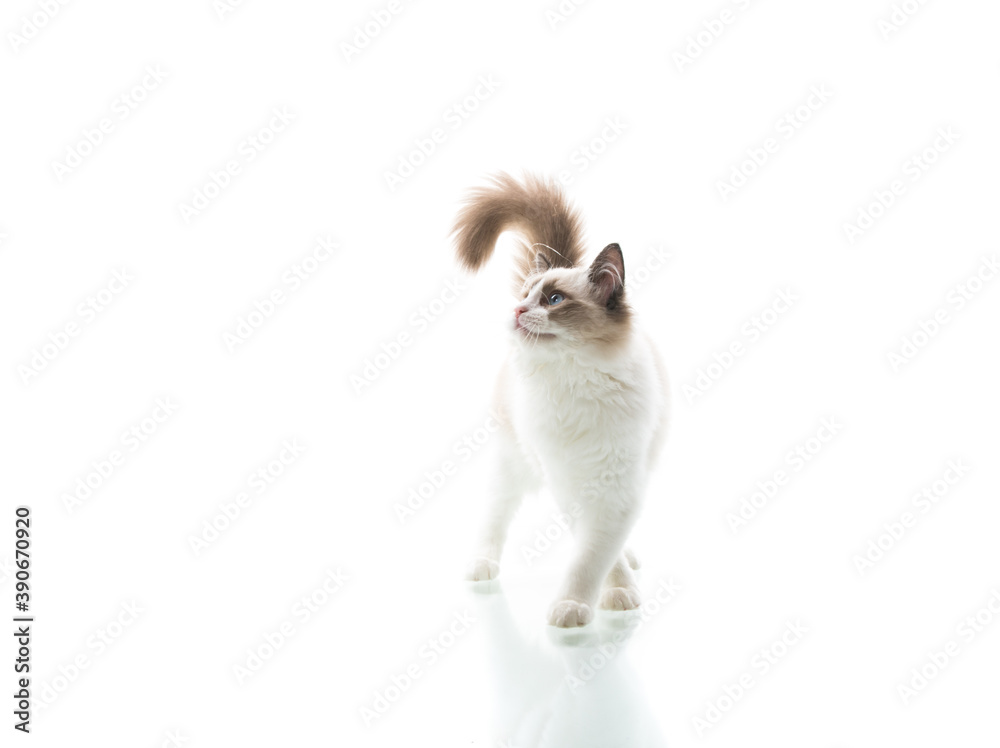 Young beautiful Ragdoll cat on white background Young beautiful Ragdoll cat on white background