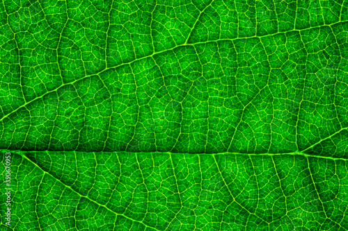 Background of a texture of a green and yellow colorful autumn leaf