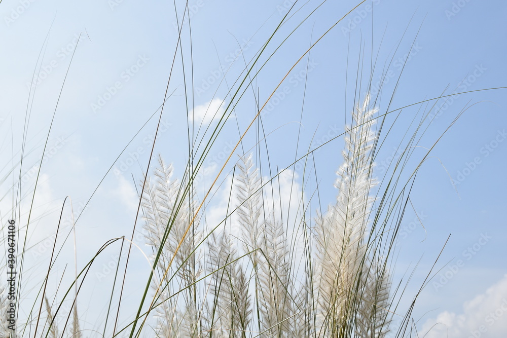 Obraz premium Kans Grass or Kash Phool or Saccharum spontaneum in Nature with selective focus