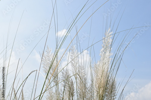 Kans Grass or Kash Phool or Saccharum spontaneum in Nature with selective focus