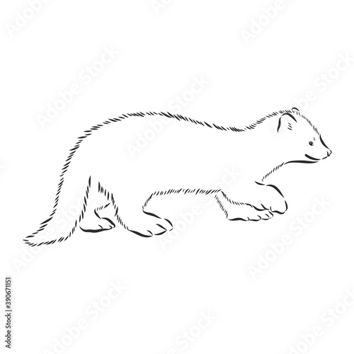 Sable or Martes zibellina, illustration of Sable. sable animal vector sketch illustration