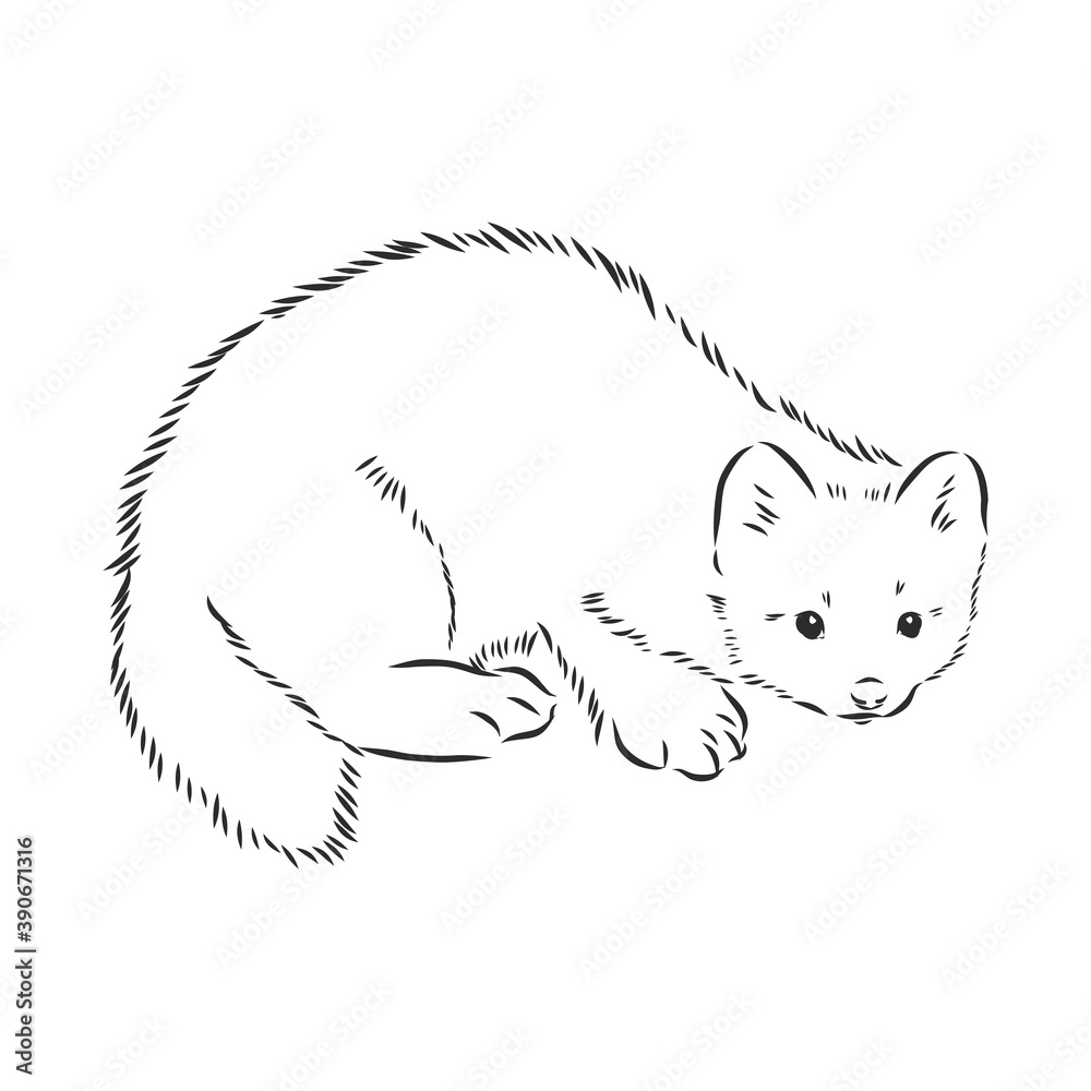 Sable or Martes zibellina, illustration of Sable. sable animal vector  sketch illustration Stock Vector | Adobe Stock