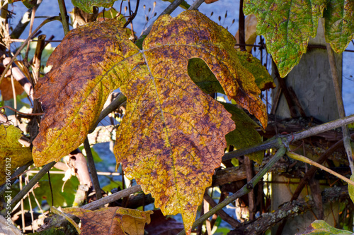Autumn Grape Leaf 05 © C Vincent Ferguson