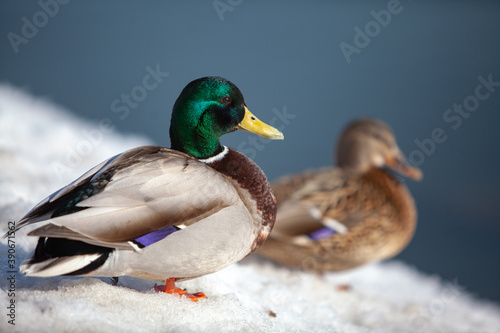 Wild ducks on an open water reservoir on a winter day.