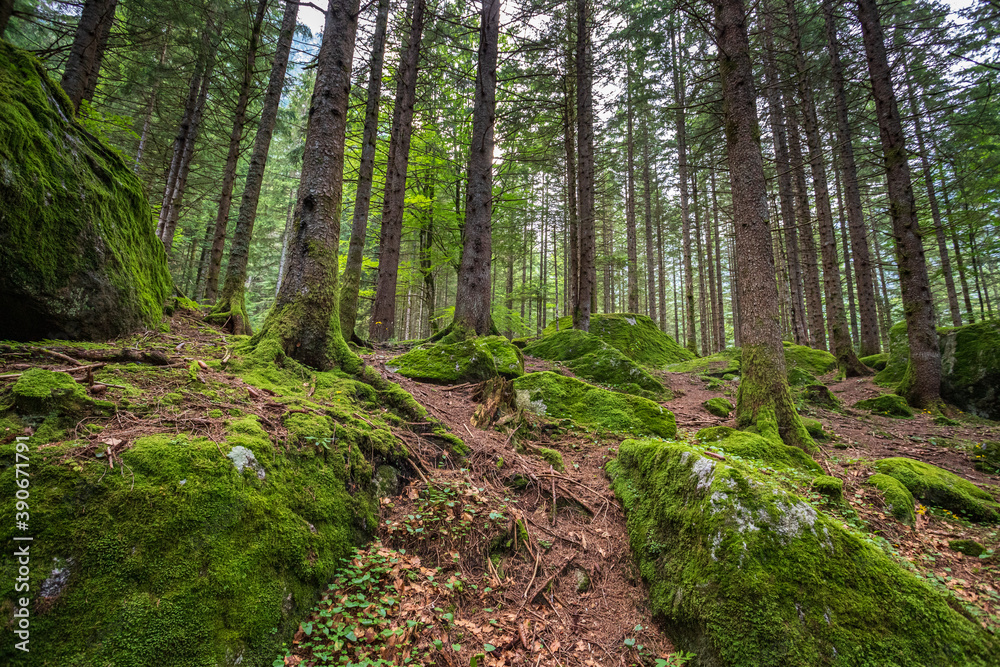 Fototapeta premium Bosco in val Masino, Lombardia