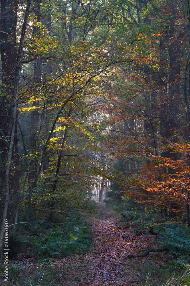 Narrow path through a forest in autumn colors, sunlit brown and yellow leaves of Beech 