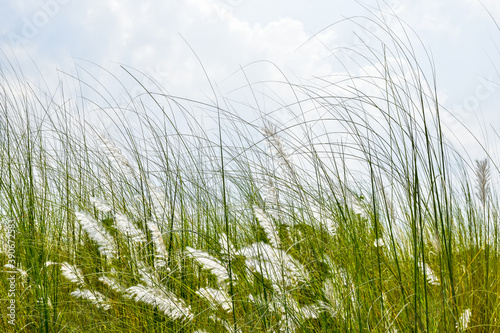 Photography Kans Grass or Kash Phool or Saccharum spontaneum in Nature with selective focus