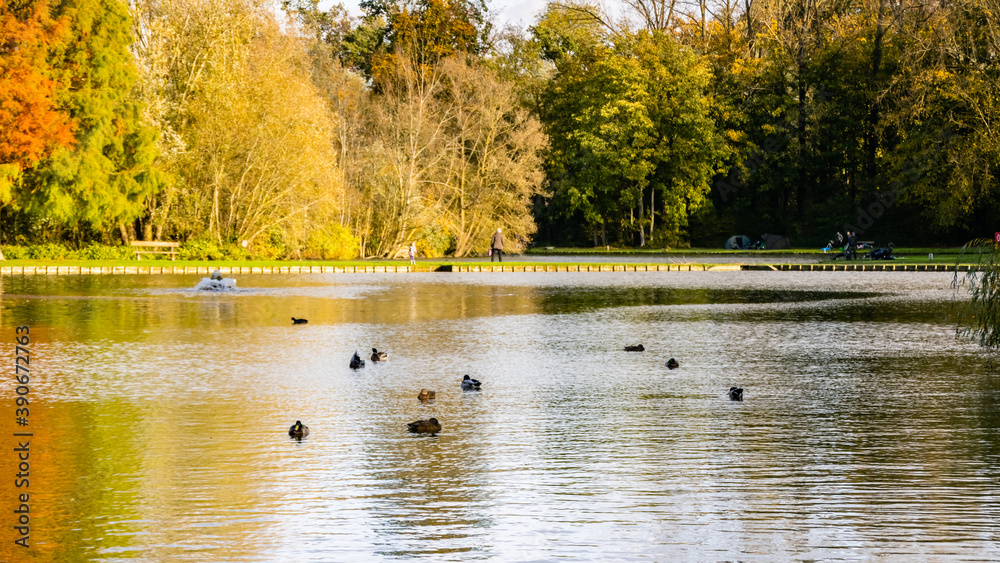 Fototapeta premium Parc du domaine provincial d'Hélécine avec quelques canards qui pataugent