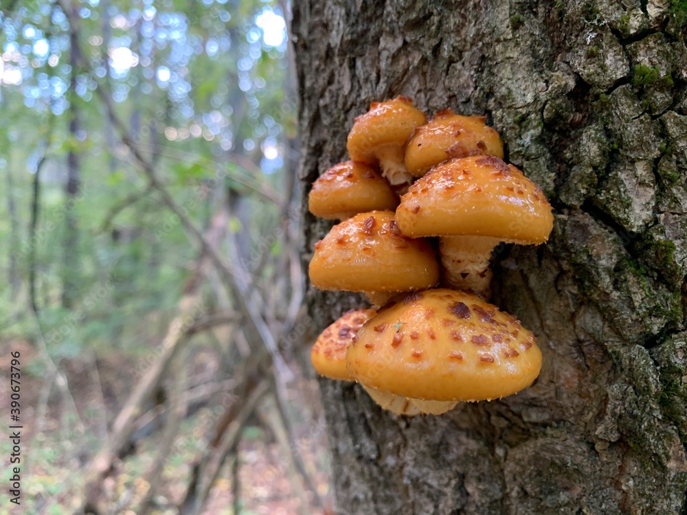 Toadstool mushrooms on a tree stump in an autumn deciduous forest. A dangerous fungus grows on tree branches. Concept: poisonous mushrooms, poisoning Toadstool mushrooms on a tree stump in an autumn deciduous forest. A dangerous fungus grows on tree branches. Concept: poisonous mushrooms, poisoning