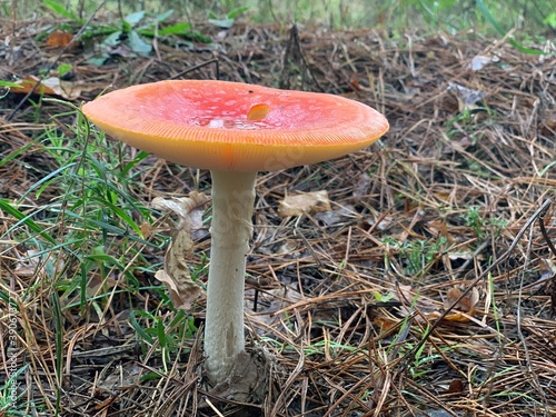 Toadstool mushroom in the autumn deciduous forest. Dangerous mushrooms among the leaves in the park. Concept: poisonous mushrooms, poison