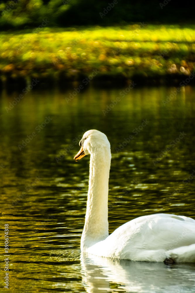 Fototapeta premium Cygne peu farouche photographié en pleine nature au domaine provincial d'Hélécine
