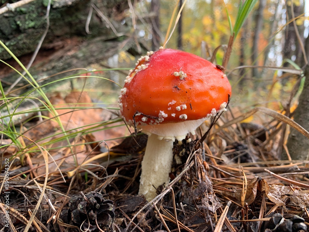Toadstool mushroom in the autumn deciduous forest. Dangerous mushrooms among the leaves in the park. Concept: poisonous mushrooms, poison Toadstool mushroom in the autumn deciduous forest. Dangerous mushrooms among the leaves in the park. Concept: poisonous mushrooms, poison