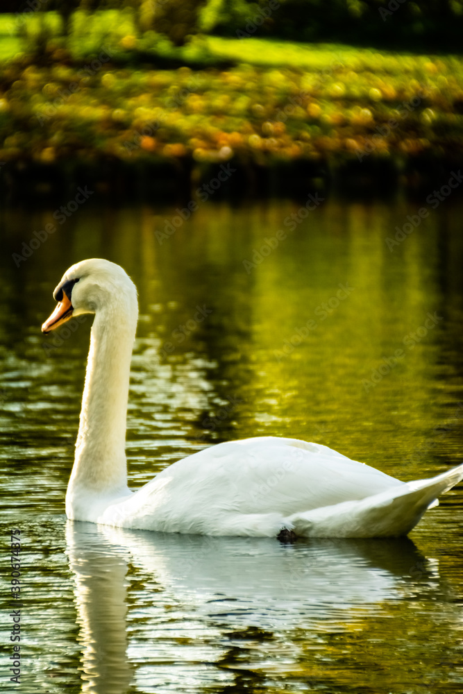 Fototapeta premium Cygne peu farouche photographié en pleine nature au domaine provincial d'Hélécine
