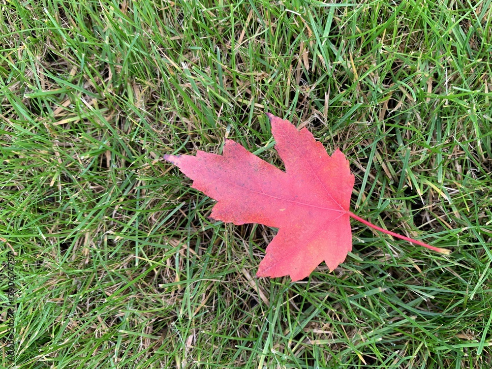 Maple red leaf on green grass. Autumn foliage on the lawn. Concept: autumn. Maple red leaf on green grass. Autumn foliage on the lawn. Concept: autumn.