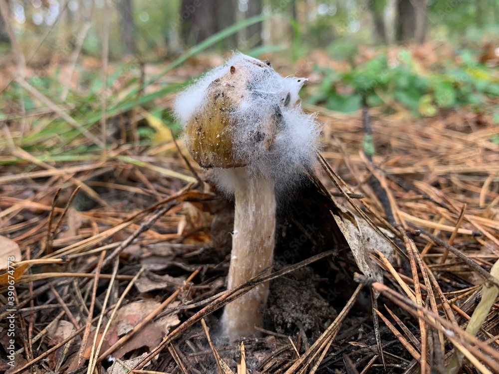 Obraz premium Toadstool mushroom in the autumn deciduous forest. Dangerous mushrooms among the leaves in the park. Concept: poisonous mushrooms, poison