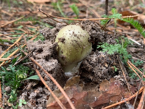 Toadstool mushrooms on in the autumn deciduous forest. Dangerous mushroom among the leaves in the park. Concept: poisonous mushrooms, poisoning