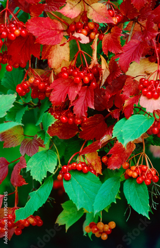 427-81 Cranberry Viburnum Berries & Leaves photo