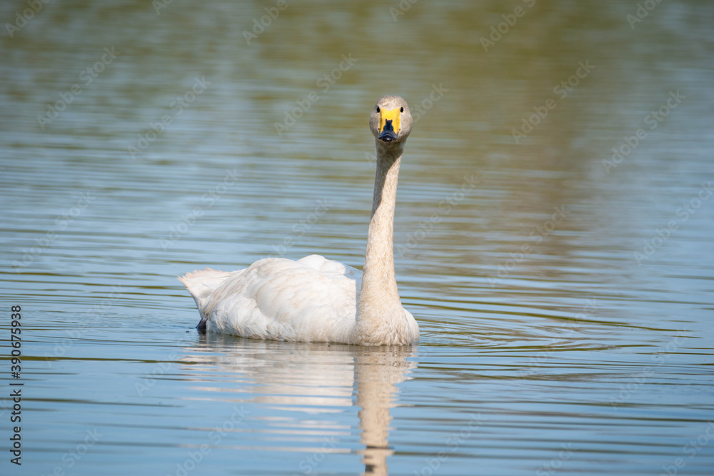 Wildschwan Wildschwan