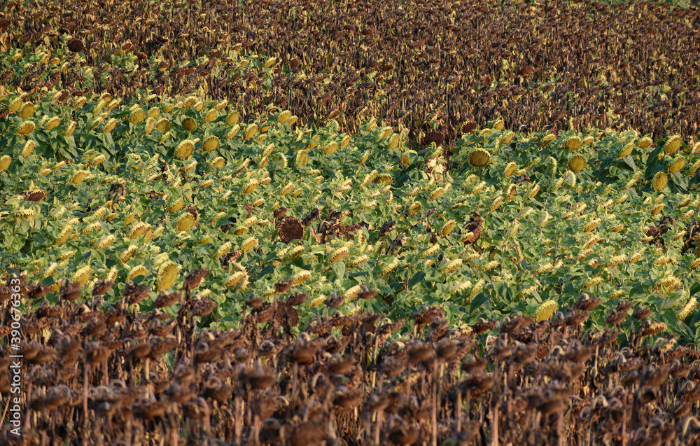 field of sunflowers dead and alive