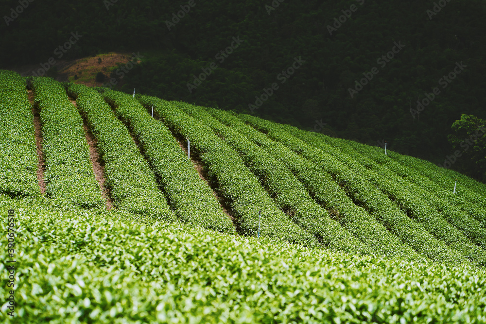 Tea plantation at Doi Mae Salong, Chiang Rai, Thailand.