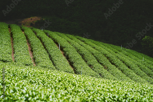 Obraz na płótnie Tea plantation at Doi Mae Salong, Chiang Rai, Thailand. w salonie