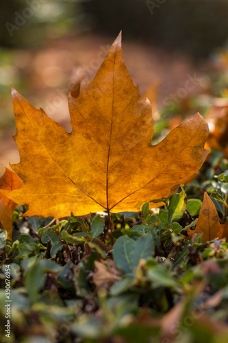 sunlit maple leaf