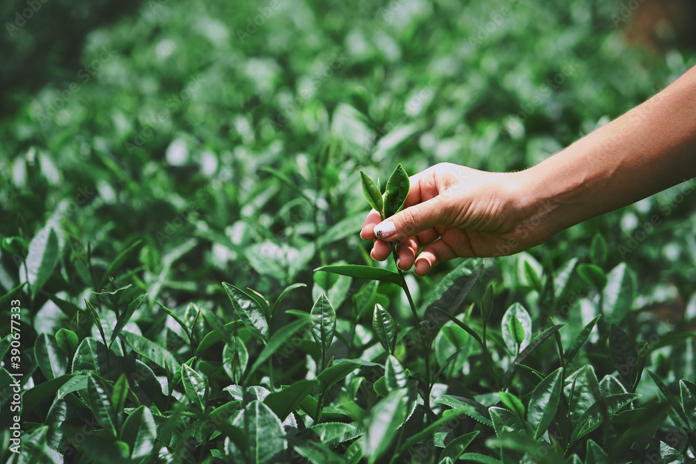 Female hand plucking tea leaf