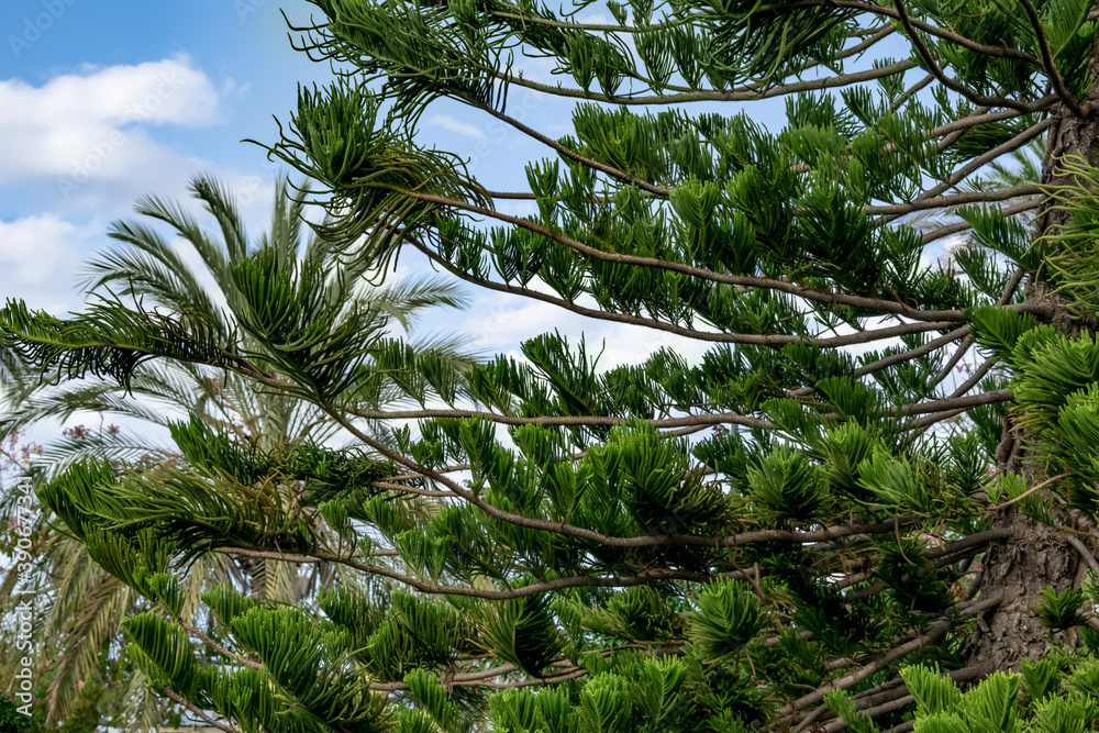 Fototapeta premium Natural abstract background with the branches of the coniferous Araucaria heterophylla tree. Green floral texture. Ornamental star pine stems close-up
