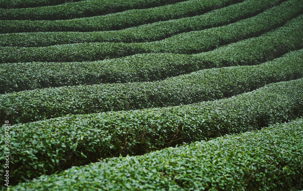 Tea plantation at Doi Mae Salong, Chiang Rai, Thailand.