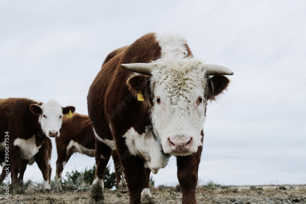 Hereford bull with herd in background.